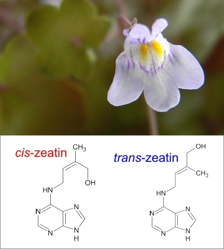 Zvěšinec zední (Cymbalaria muralis). Jedna z rostlin, v níž vědci zkoumají výskyt rostlinného hormonu trans-zeatinu a příbuzného cis-zeatinu. Vzorce těchto dvou látek jsou v dolní části obrázku.