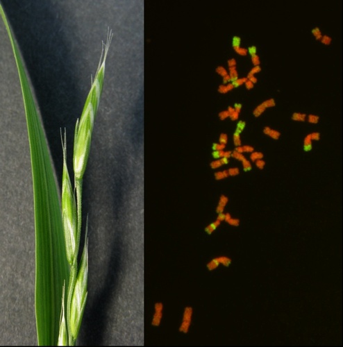 tráva Festulolium - vlevo květenství, vpravo chromozómy