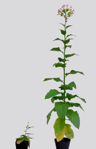 rostlina tabáku s normální (vpravo) a s výrazně sníženou (vlevo) hladinou cytokininů