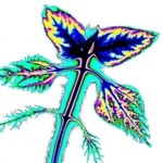 Příjem kadmia rostlinou slunečnice. Nejvíce kadmia je v místech označených černě a sytě modře.