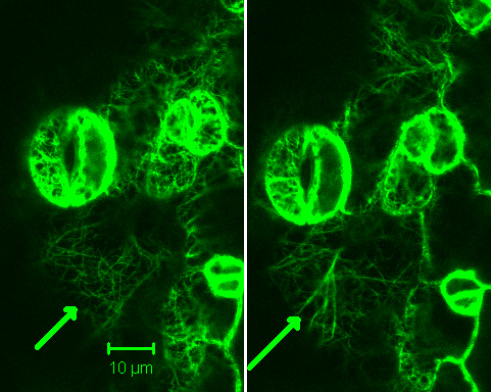 vlákna tvořená bílkovinou aktinem v buňkách huseníčku - vlevo před působením kyseliny salicylové, vpravo po něm