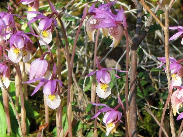 Calypso borealis, vzácná orchidej ze severských lesů Evropy a Ameriky