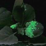 tvorba cizorodé bílkoviny (zeleně) v listech tabáku