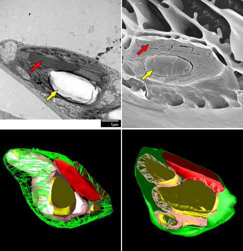 snímky z elektronového mikroskopu a 3D rekonstrukce chloroplastů