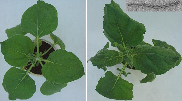 Tabák Nicotiana benthamiana. Vlevo zdravý, vpravo infikovaný X virem bramboru. Snímek viru je vložen vpravo nahoře.