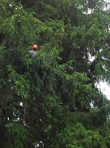 sběr nezralých šišek v koruně smrku ztepilého (Picea abies), ve výšce asi 20 metrů