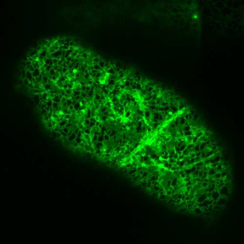 endoplazmatické retikulum v buňkách tabáku