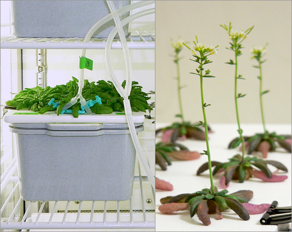 pěstování huseníčku rolního (Arabidopsis thaliana) v hydroponii - v živném roztoku