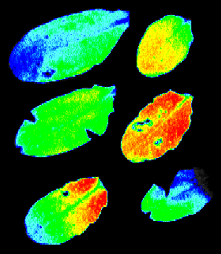 fluorescence listů huseníčku