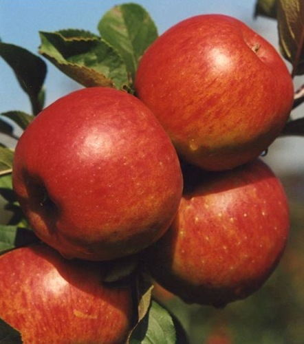 Topaz - odrůda jabloně odolná proti strupovitosti