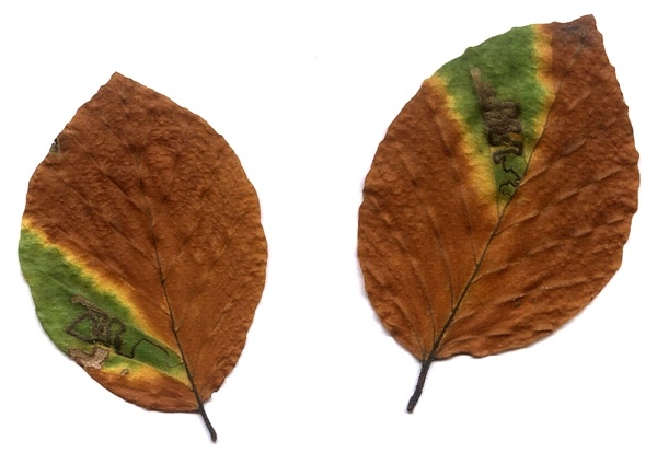 podzimní listy buku se zelenými skvrnami - následek činnosti hmyzích larev