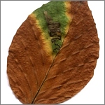 podzimní list buku se zelenými skvrnami