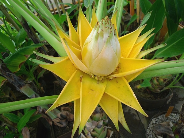 kvetoucí rostlina Musella lasiocarpa z příbuzenstva banánovníků