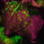 rostlina tabáku Nicotiana benthamiana infikovaná virem tabákové mozaiky