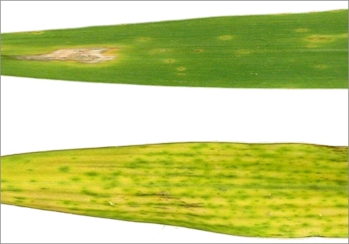 Listy kukuřice infikované houbou hladkoplodkou obilnou (Colletotrichum graminicola). Nahoře list dospělý, dole stárnoucí.