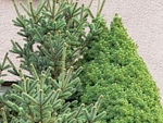 Smrk sivý (Picea glauca), kultivar Conica. Strom se zpětnou mutací.