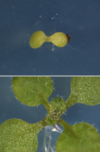 mladé rostliny huseníčku rolního (Arabidopsis thaliana). Nahoře kontrola, dole mutant bez jednoho typu hormonu cytokininu