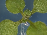 mladá rostlina huseníčku rolního (Arabidopsis thaliana)