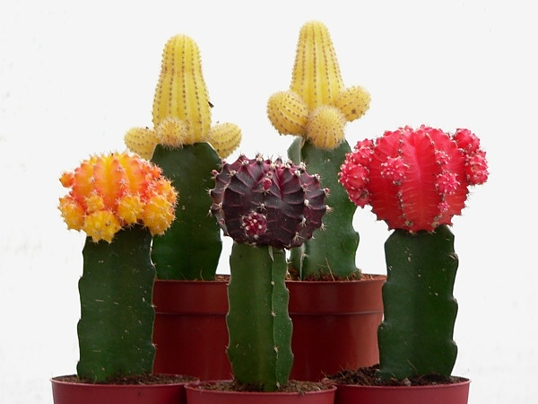 barevné kaktusy bez chlorofylu