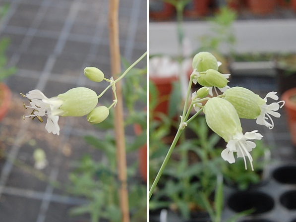 Květy silenky nadmuté. Vlevo rostlina oboupohlavná, vpravo samičí.