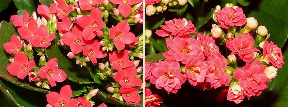 květy Klanchoe blossfeldiana se 4 a 32 korunními lístky
