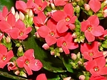 různé kultivary okrasné květiny kalanchoe