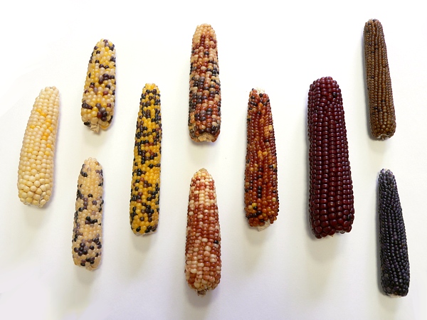 klasy kukuřice s obilkami různých barev a tvarů