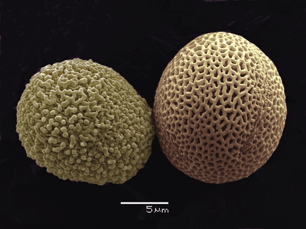 pylová zrna huseníčku rolního (Arabidopsis thaliana) - normální a mutantní