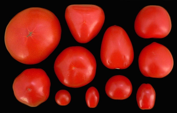 rajčata různých tvarů a velikostí