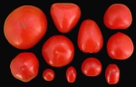 rajčata různých tvarů a velikostí