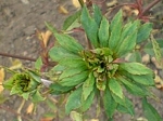 Růže čínská, kultivar Viridiflora. Květní orgány jsou přeměněné na listovité útvary.
