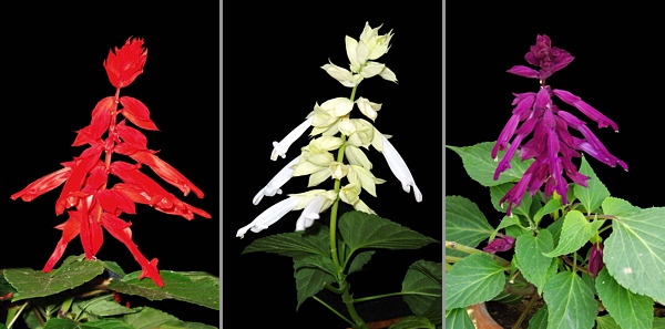 Šalvěj zářivá (Salvia splendens). Původní forma s červenými květy a mutanti s jinou barvou květů.