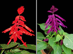 Šalvěj zářivá (Salvia splendens). Původní forma s červenými květy a mutanti s jinou barvou květů.