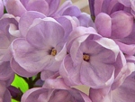 květy šeříku obecného (Syringa vulgaris)