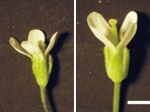 Květy huseníčku. Vlevo z neošetřených rostlin, vpravo z rostlin ošetřených látkou INCYDE.