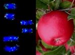 chromozómy pšenice a jablka odolná proti strupovitosti