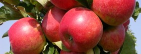 jedna z odrůd jabloně vyšlechtěných v ÚEB a odolných proti strupovitosti