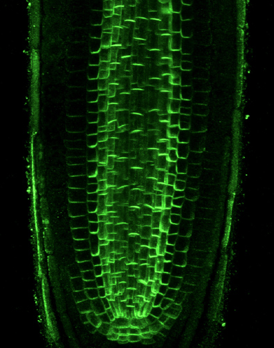 bílkovina PIN1 v kořeni huseníčku