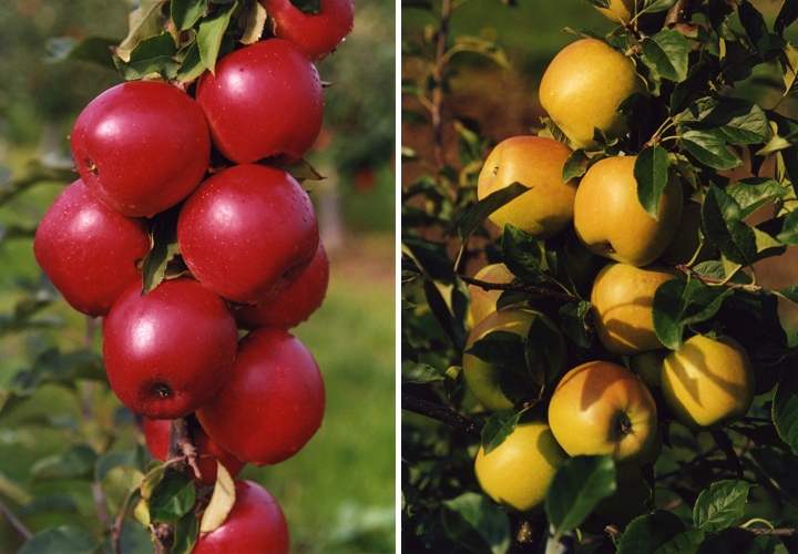 dvě odrůdy jabloní odolné proti strupovitosti, které byly vyšlechtěny v ÚEB. Vlevo Rubinola, vpravo Opal.