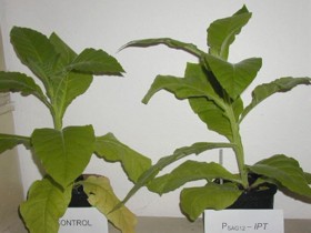 Rostliny tabáku. Tabák vpravo má ve spodních listech zvýšený obsah hormonů cytokininů, které zpomalují jejich stárnutí.