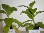 Rostliny tabáku. Tabák vpravo má ve spodních listech zvýšený obsah hormonů cytokininů, které zpomalují jejich stárnutí.