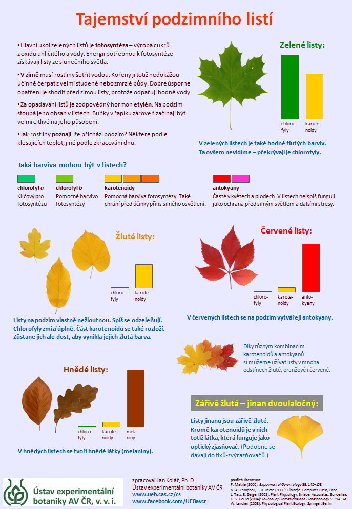 Tajemství podzimního listí - infografika o změnách barvy listů na podzim