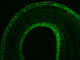 řez stonkem, na kterém byla pomocí světélkující bílkoviny označena bílkovina přenášející rostlinný hormon auxin
