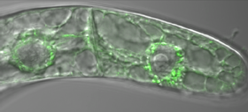 Bílkovina PIN5 (zeleně) v buňkách tabáku. Snímek Petr Skůpa.