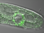 Bílkovina PIN5 (zeleně) v buňkách tabáku. Snímek Petr Skůpa.