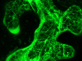 Buňka z listu huseníčku. Zeleně "molekulární spojka" mezi vnitřkem buňky a jejím povrchem.