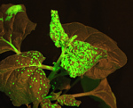 K produkci vakcín v rostlinách lze využít také rostlinné viry. Na obrázku tabák Nicotiana benthamiana napadený virem tabákové mozaiky.