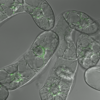 Bílkovina PIN5 (zeleně) v buňkách tabáku. Foto Petr Skůpa.
