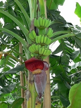 Květenství banánovníku. V dolní části je vidět pupen s květy, nad nimi mladé plody. Snímek Jaroslav Doležel.