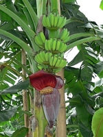 Květenství banánovníku. V dolní části je vidět pupen s květy, nad nimi mladé plody. Snímek Jaroslav Doležel.